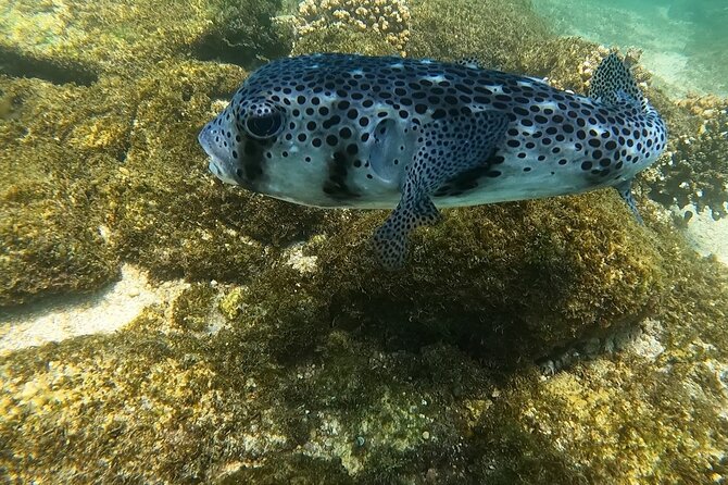 Private Snorkeling Adventure in Cabo San Lucas - Personalized and Memorable Experience