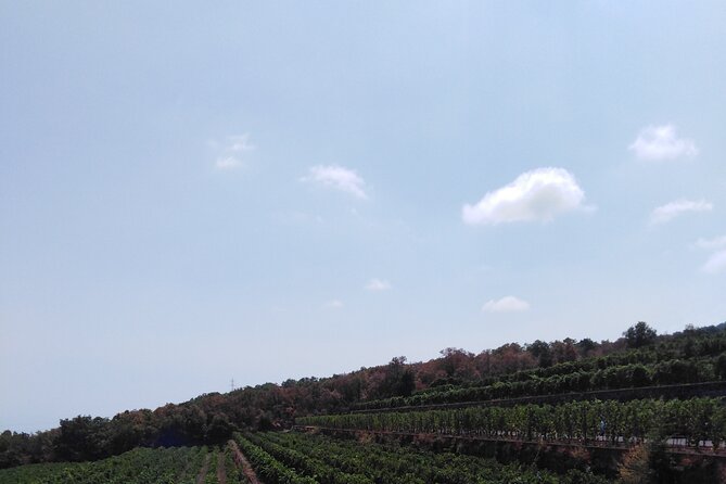 Private Tour of Mount Etna With Etna Doc Wine Tasting - Pricing Details and Terms