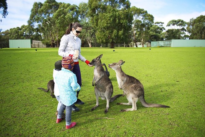 Pure Nature - Phillip Island, Penguins & Exclusive Wildlife Sanctuary Encounter - Unique Encounter With Native Species