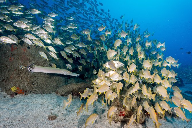 Scuba Diving Multi Dives in Playa De La Americas - Health and Safety Considerations