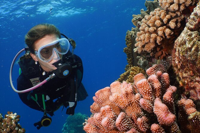 Silversonic Outer Great Barrier Reef Cruise From Port Douglas - Snorkeling and Diving Options