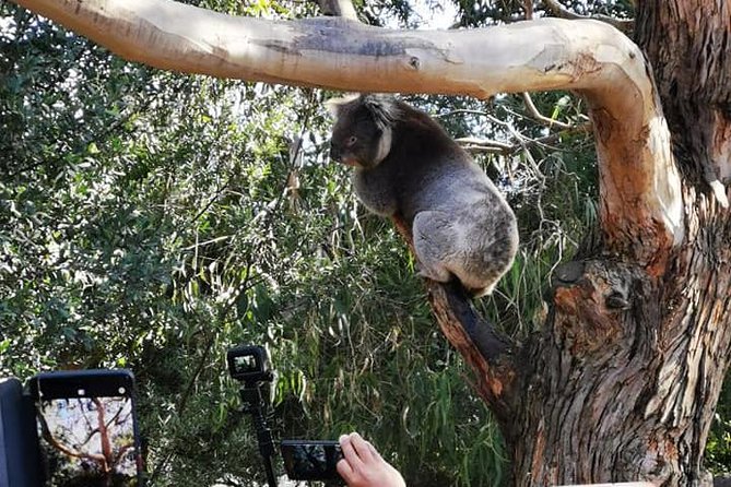 Small-Group Great Ocean Road Day Trip From Melbourne - Why Choose This Tour