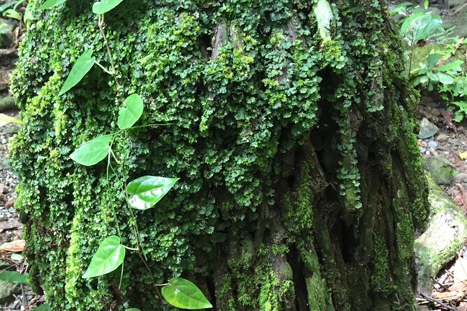 Small-Group Trekking Experience in Daintree National Park - Meeting Your Expert Guide