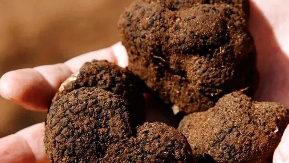 Truffle Hunting in Tuscany With Lunch in the Cellar - Itinerary