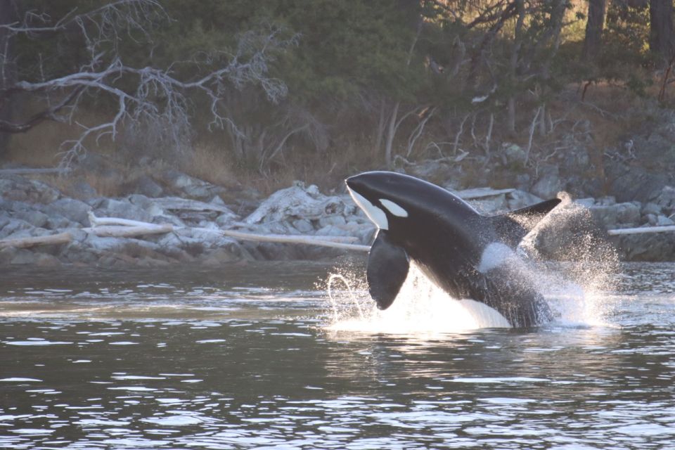 Vancouver Whale Watching Safari - Customer Reviews and Ratings