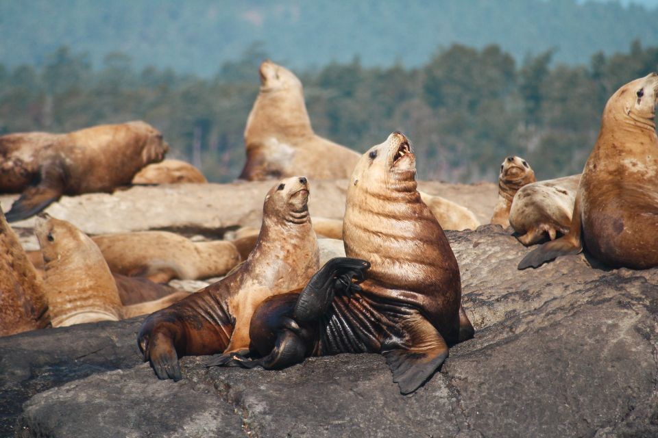 Victoria: 3-Hour Whale Watching Tour - Customer Reviews