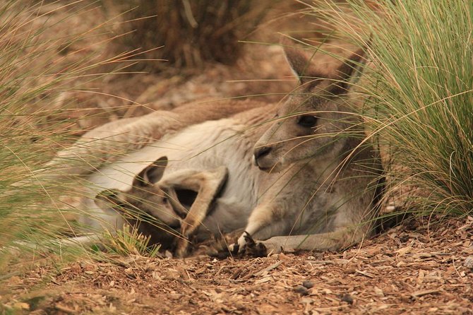 Werribee Open Range Zoo General Admission Ticket - What to Expect on Tour