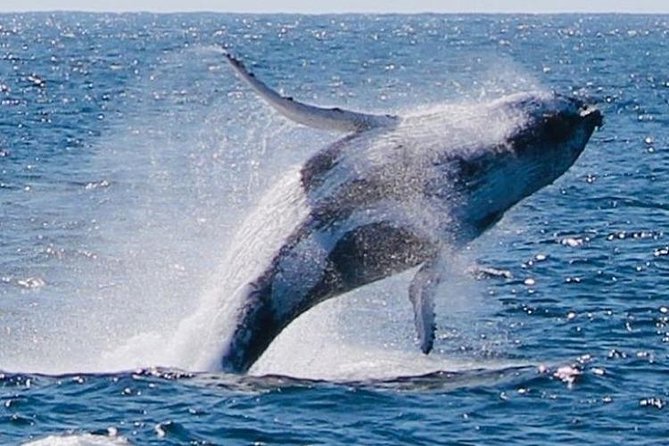 Whale Watching Cruise From Redcliffe, Brisbane or the Sunshine Coast - Essential Tour Information