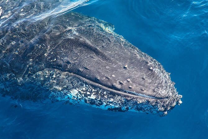 Whale Watching Sydney 2-Hour Express Cruise - Booking and Pricing Information