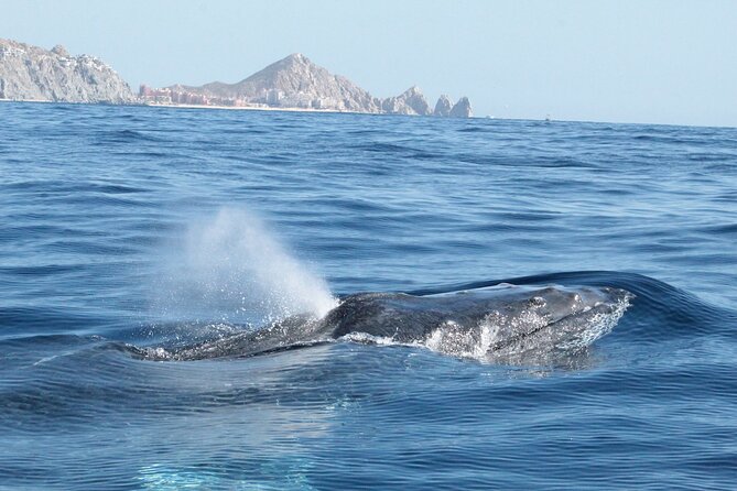 Whale Watching Zodiac in Cabo San Lucas With Comp Transportation - Traveler Experience