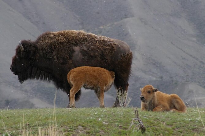 Yellowstone Tour Lower Loop From West Yellowstone, With Lunch! - Pricing Information