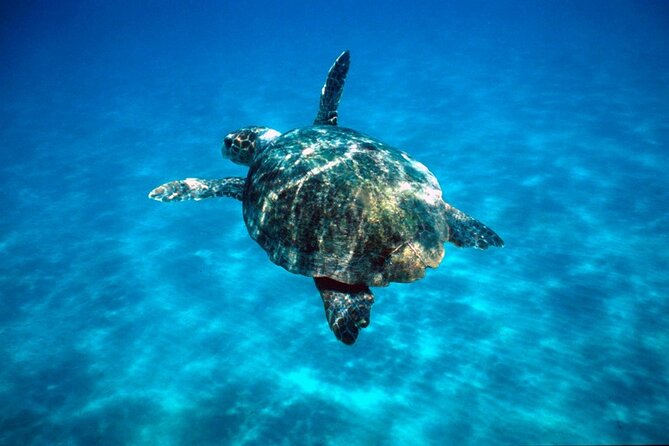 Zakynthos Marine Park With Turtles Spotting - Marine Park Tour Details and Tips