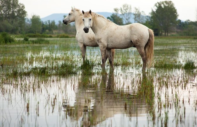 4x4 Camargue Safari 4h - Departure From Arles - Key Points