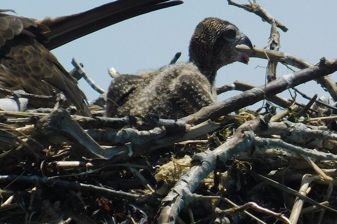 2-Hour Sunset Safari Eco Cruise From Cape May - Ecosystem Education