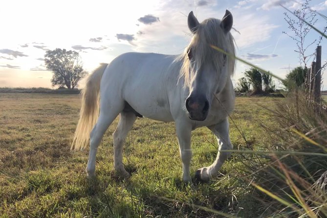 4x4 Camargue Safari 4h - Departure From Arles - Common questions