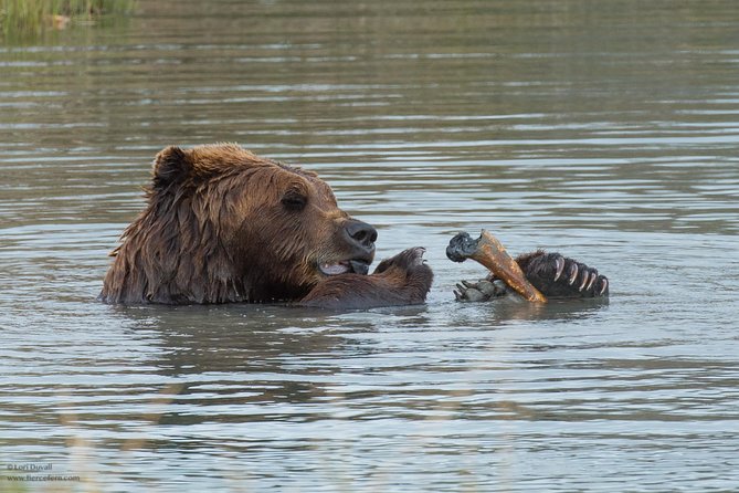 Alaska Wildlife Day Tour With Free Hotel Pickup - Additional Notes and Tips