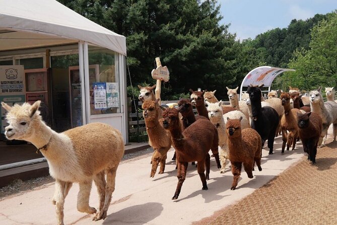 Alpaca World and Nami Island With Gangchon Rail Bike Tour - Itinerary and Schedule