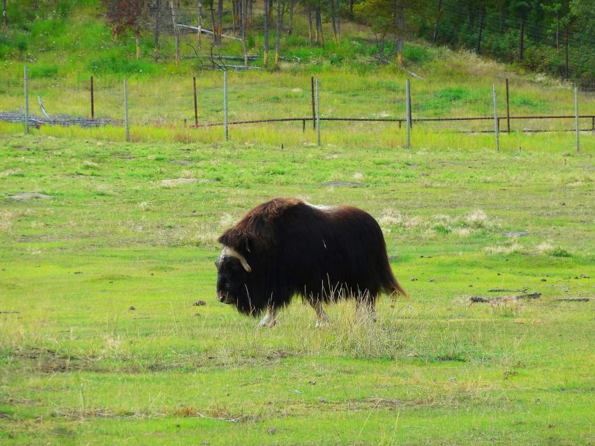 Arctic Day: Wildlife & Hot Springs | Half Day - Booking Details