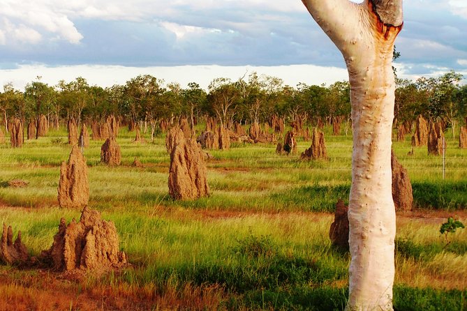 Atherton Tablelands Small-Group Food & Wine Tasting Tour From Port Douglas - Local Producers and Artisans