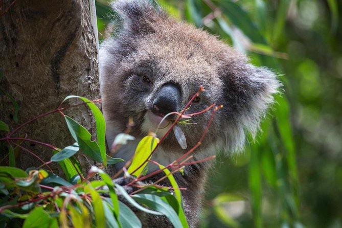 Australian Wildlife Tour at Melbourne Zoo Ticket - Excl. Entry - Cancellation and Refund Info