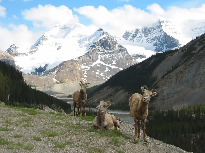 Banff: Evening Wildlife Safari Guided Tour - Final Words