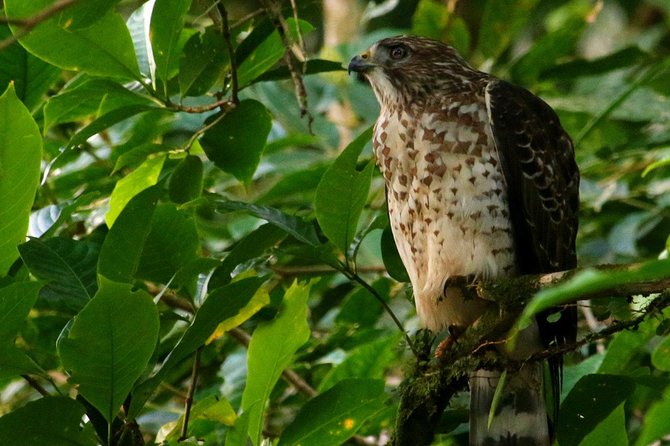 Birdwatching Tour at Mistico Park - Final Words