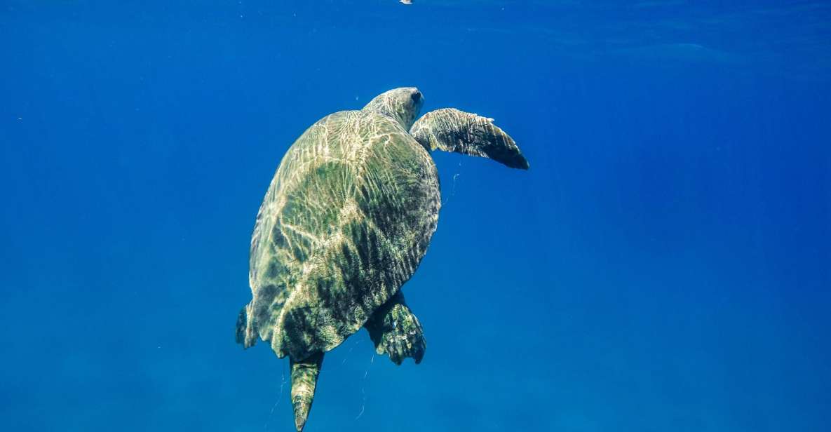 Boat Trip to Keri Caves and Loggerhead Turtle Watching - Important Information