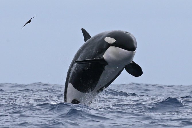 Bremer Canyon Killer Whale (Orca) Expedition - Important Safety Considerations