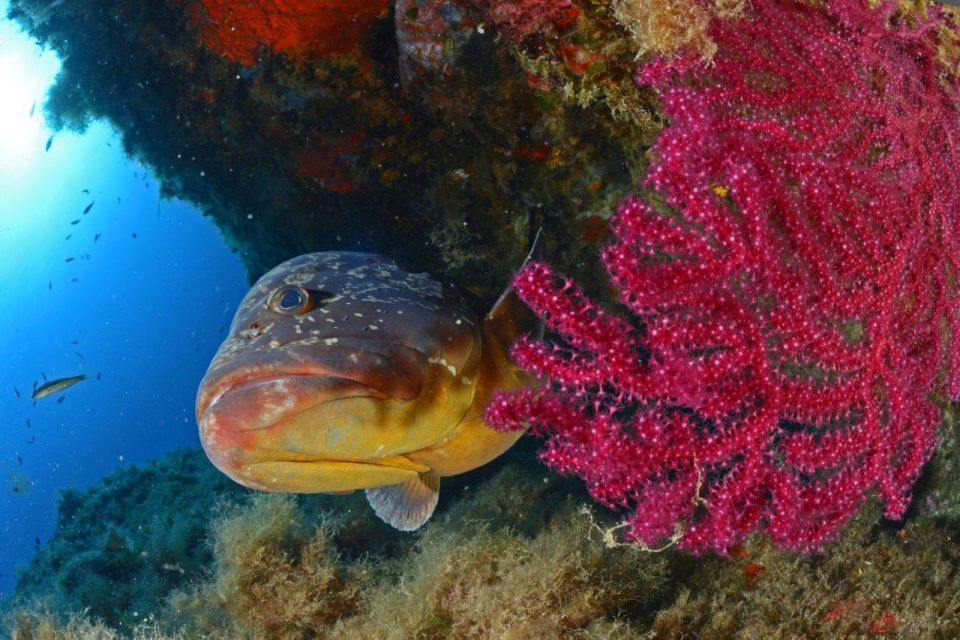 Calvi: Pointe De La Revellata Snorkeling Boat Tour - Essential Tour Information