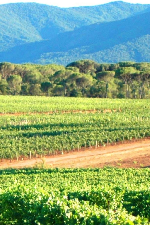 Côtes De Provence Wine Tour From Nice - Booking Information