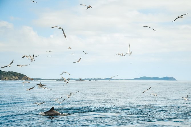 Cruise With Dolphins in Byron Bay - Booking and Cancellation Policy