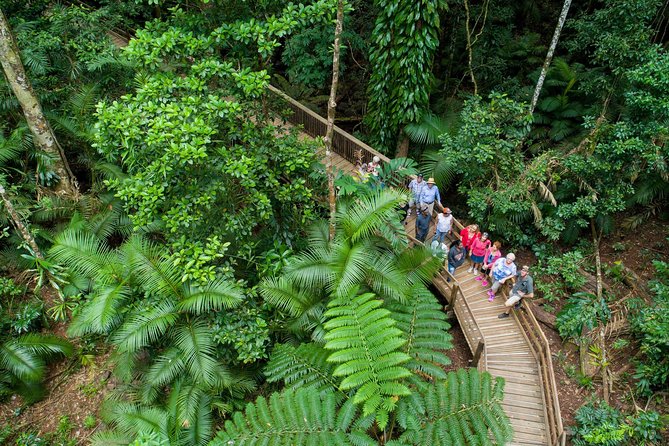 Daintree Rainforest and Cape Tribulation Full Day Tour - Reviews and Ratings Overview