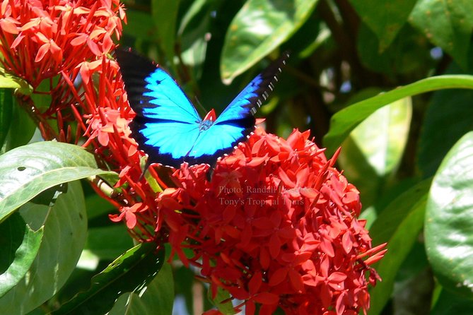 Daintree Rainforest, Mossman Gorge Small-Group From Port Douglas - Enjoyable Lunch and Snacks