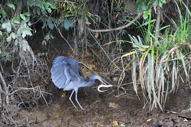 Daintree River Cruise - Planning and Booking Tips