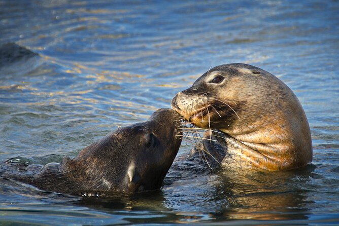 Dolphin, Penguin and Sea Lion Cruise - Pricing and Booking Policies