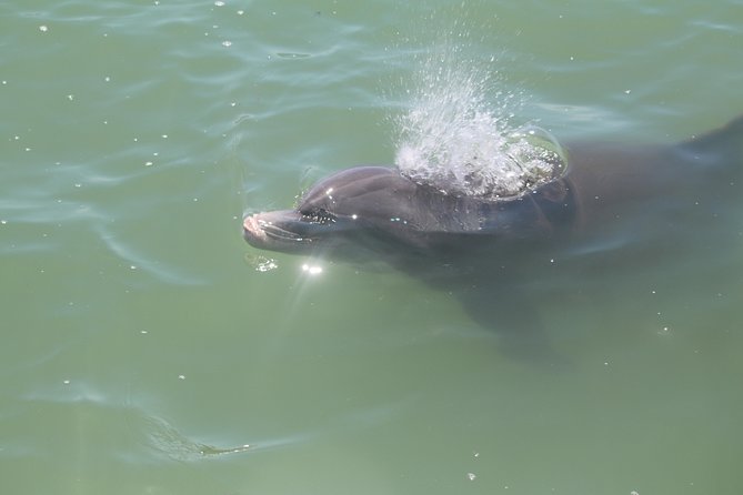 Dolphin Tour on a Private Boat - Reviews and Pricing