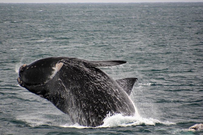 Educational Whale Watching Tour From Augusta or Perth - Inclusions and Perks Explained