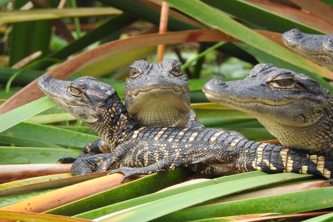 Everglades Airboat Nature Tour From Greater Fort Myers - Common questions