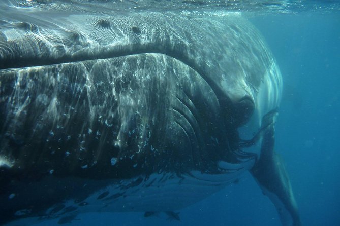 Fraser Island Whale Watch Encounter - Before You Depart