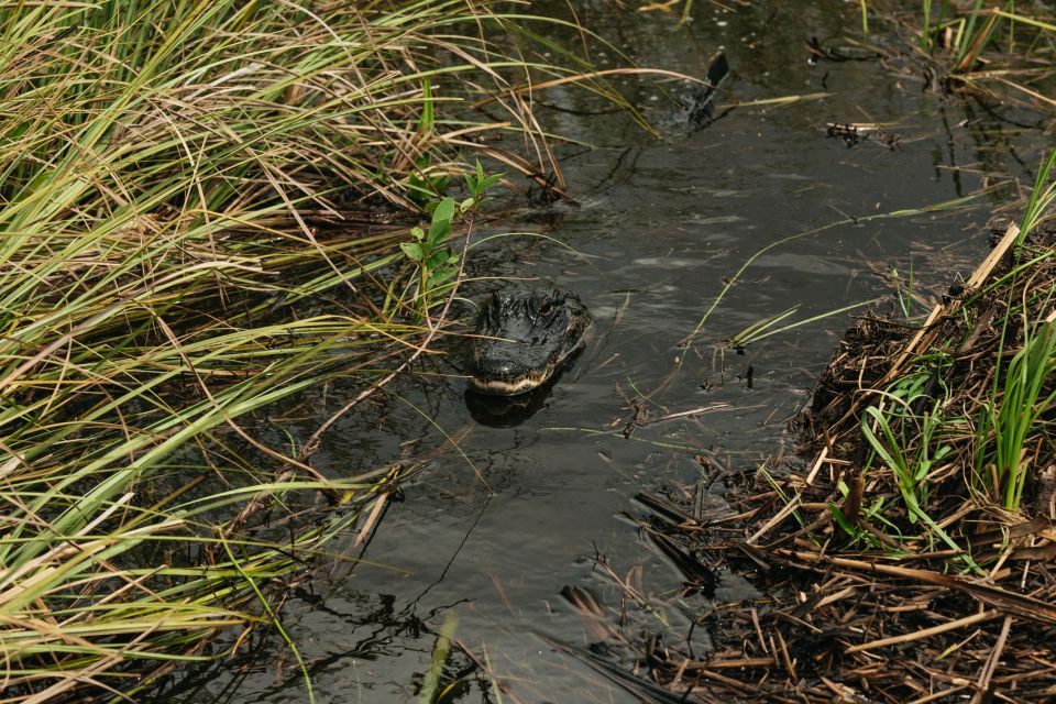 From Miami: Everglades Airboat Ride and Nature Walk - Location and Experience