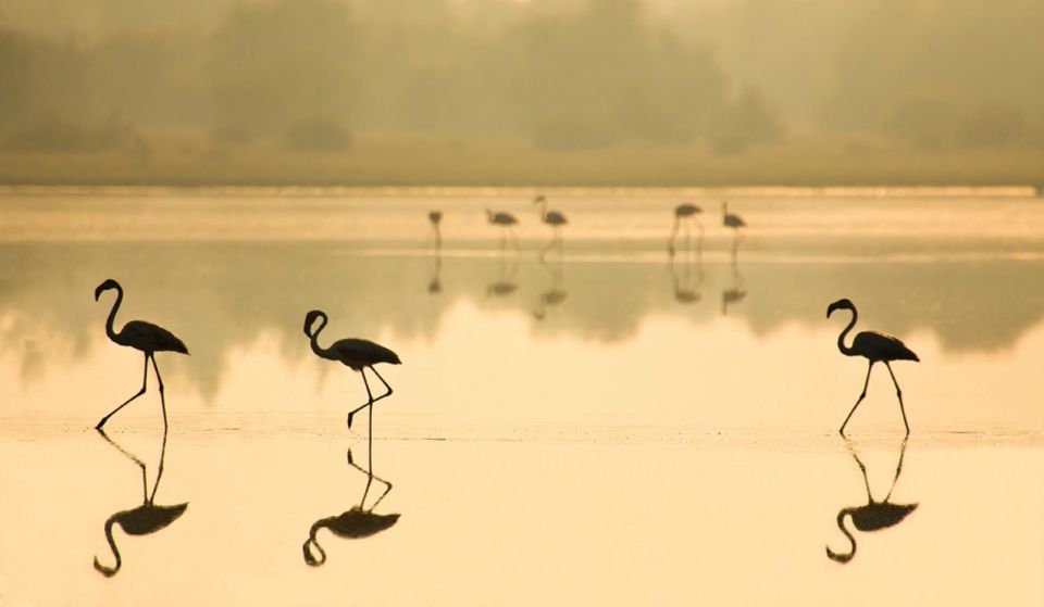 From Seville: Doñana National Park Full-Day Private Tour - Important Information