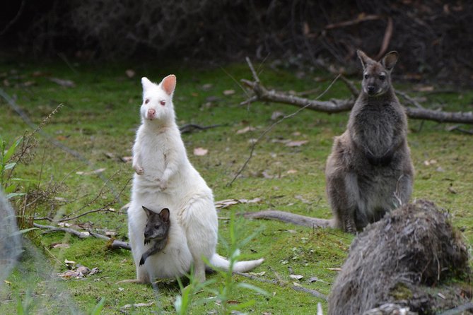 Full-Day Guided Bruny Island Tour From Hobart - Expert Guides and Commentary