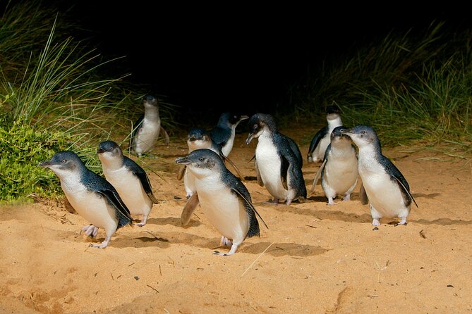 Full-Day Melbourne City Sightseeing With Penguin Parade - Whats Included in the Tour