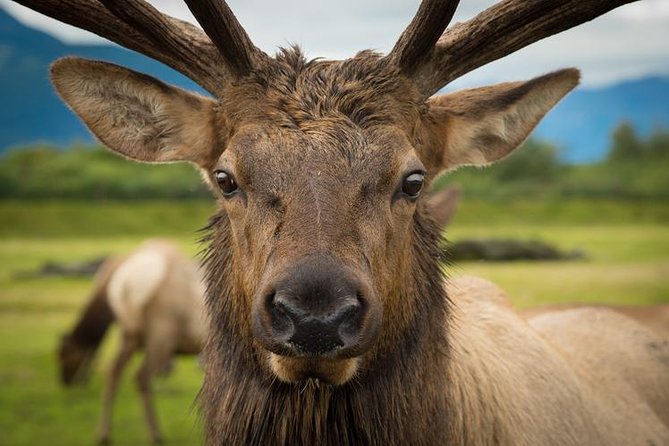 Glacier & Wildlife Discovery Tour - Alaska Wildlife Conservation Center Visit