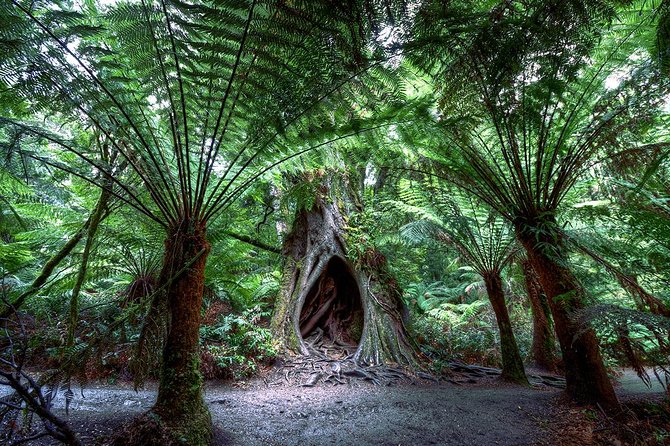 Great Ocean Road and 12 Apostles Full-Day Trip From Melbourne - Wildlife and Scenic Spots