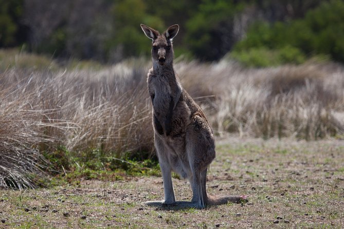 Great Ocean Road and Wildlife Tour for Backpackers Aged 18-35 - Physical Demands and Accessibility