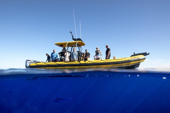 Haleiwa Small-Group Shark Dive Tour  - Oahu - Weather Considerations