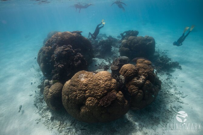 Half Day Snorkel 2.5hr Turtle Tour on the Ningaloo Reef, Exmouth - Marine Life and Coral Gardens