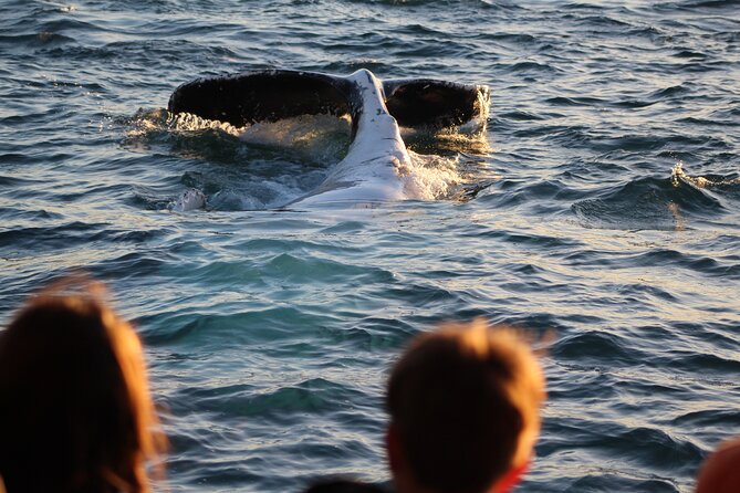 Kalbarri Whale Watching Tour - Pricing and Availability Details