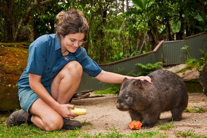 Kuranda Koala Gardens General Entry Ticket - Reviews and Ratings From Travelers